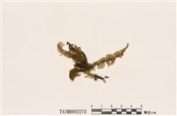 藏品(灰苔屬)的圖片